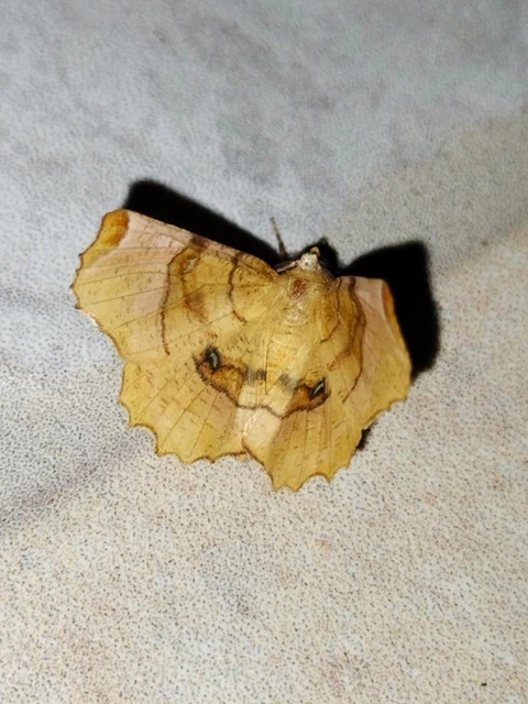 Selenia lunularia - egyfoltos holdasaraszoló