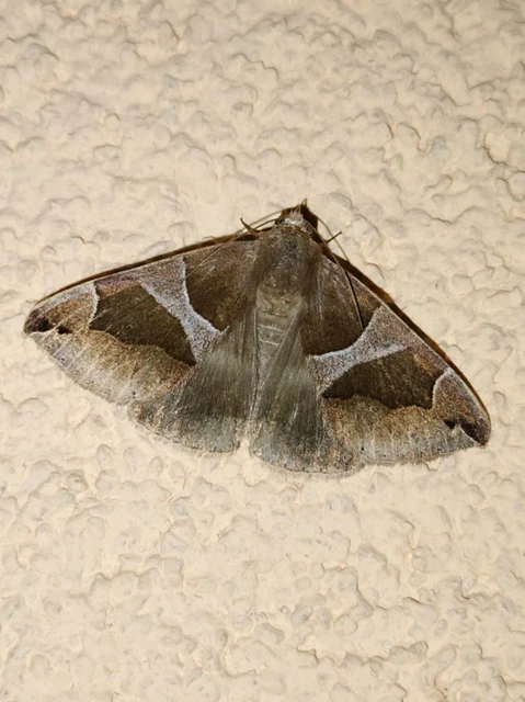 Dysgonia algira - déli porcelánbagoly