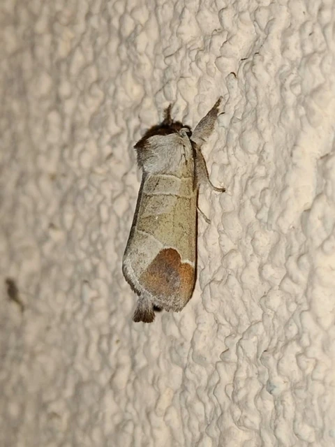 Clostera curtula - rövidszárnyú levélszövő