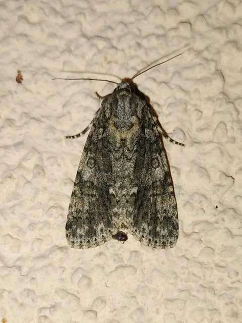 Acronicta rumicis - sóska-szigonyosbagoly