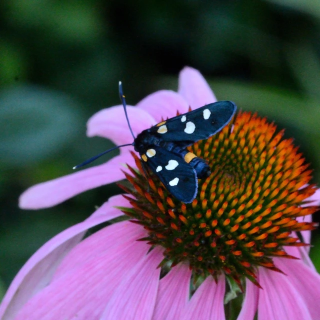 Zygaena ephialtes - változékony csüngőlepke