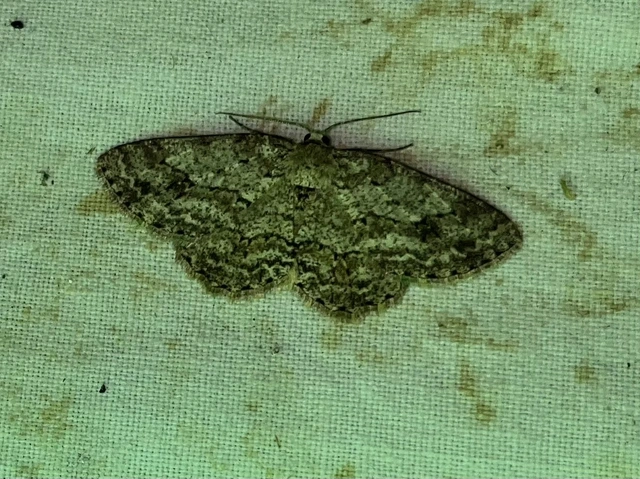 Ectropis crepuscularia - avararaszoló