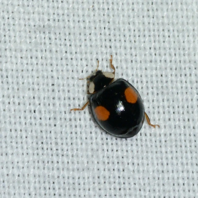 Harmonia axyridis - harlekinkatica