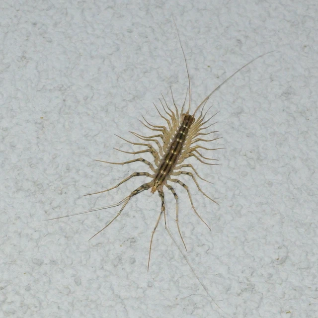 Chilopoda - Százlábúak