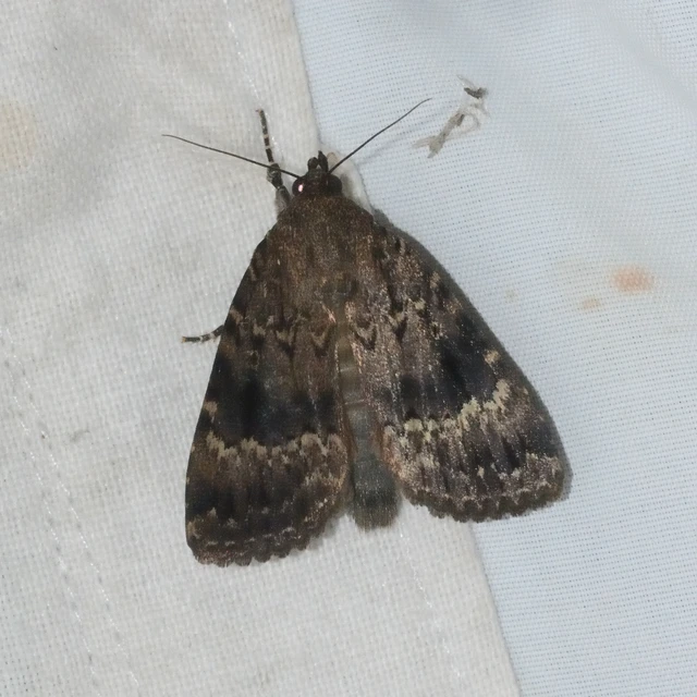 Amphipyra pyramidea - fahéjszínű bagoly