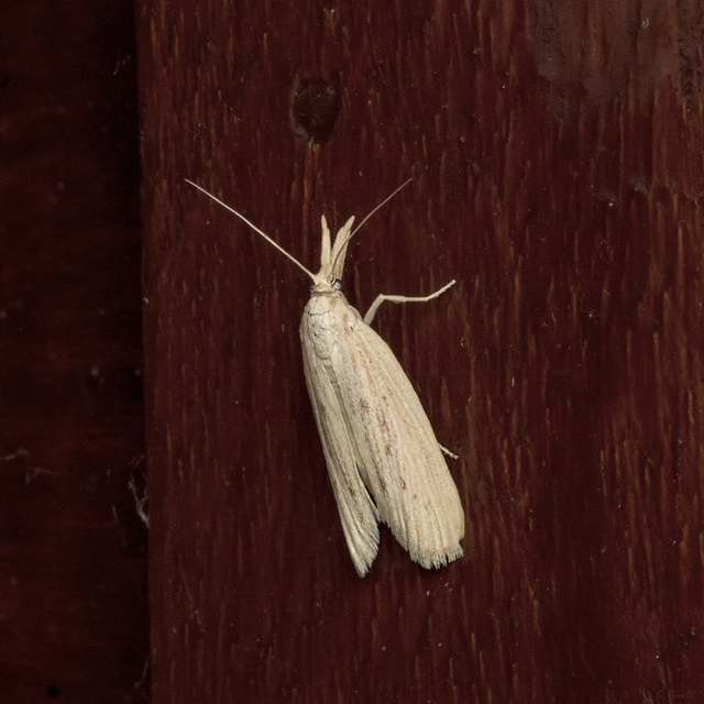 Ematheudes punctella - kúposfejű karcsúmoly