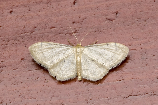 Idaea politaria - vonalas apróaraszoló