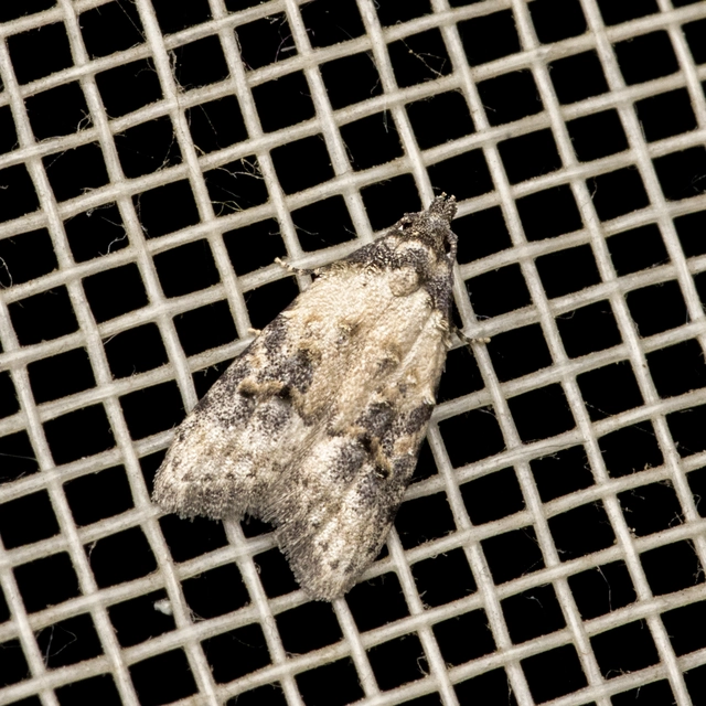 Carposina scirrhosella - közönséges csipkebogyómoly