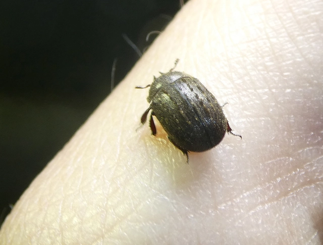 Aesalus scarabaeoides - szőrös szarvasbogár