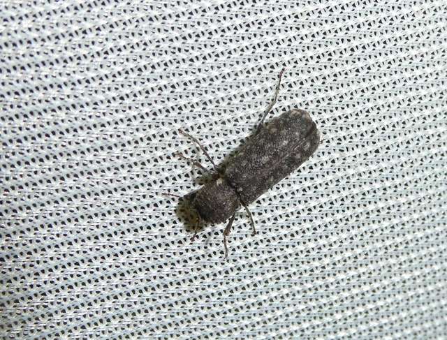 Lichenophanes varius - tarka csuklyásszú