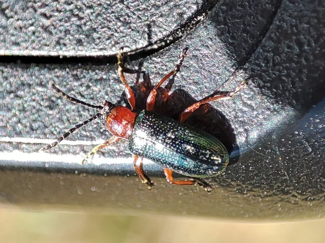 Oulema melanopus/duftschmidi