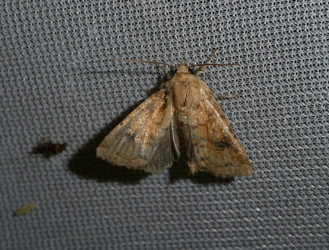 Atypha pulmonaris - tüdőfű-levélbagoly