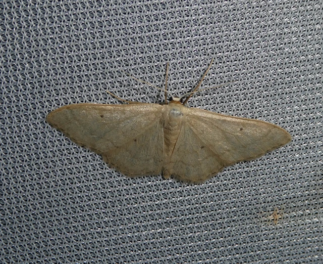 Idaea straminata - szalmasárga sávosaraszoló
