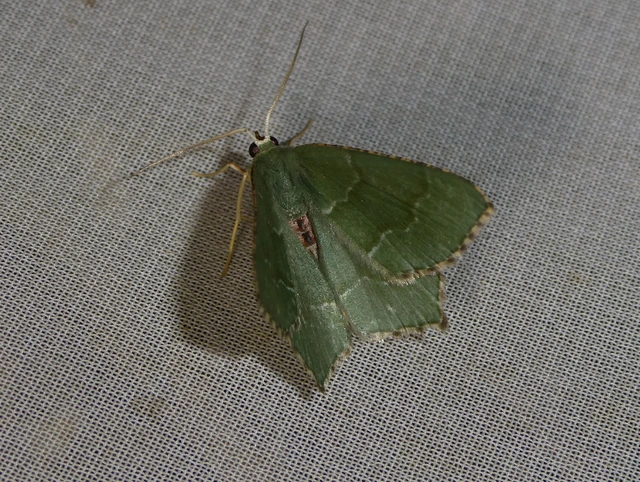 Hemithea aestivaria - nyír-zöldaraszoló