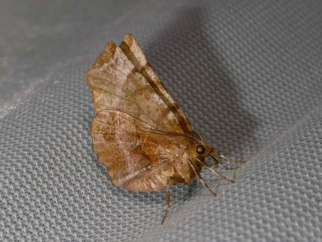 Selenia dentaria - kétfoltos holdasaraszoló