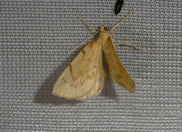 Eulithis pyraliata - sárga galajaraszoló