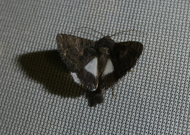 Anophia leucomelas - déli folyófűbagoly