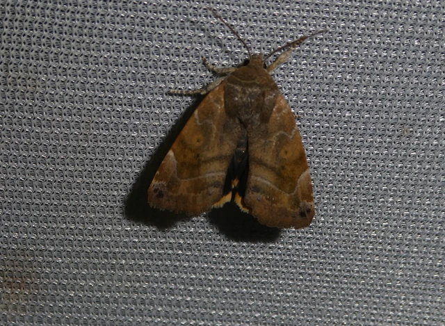 Cosmia affinis - barna lombbagoly