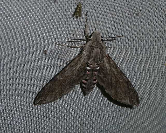 Agrius convolvuli - szulákszender