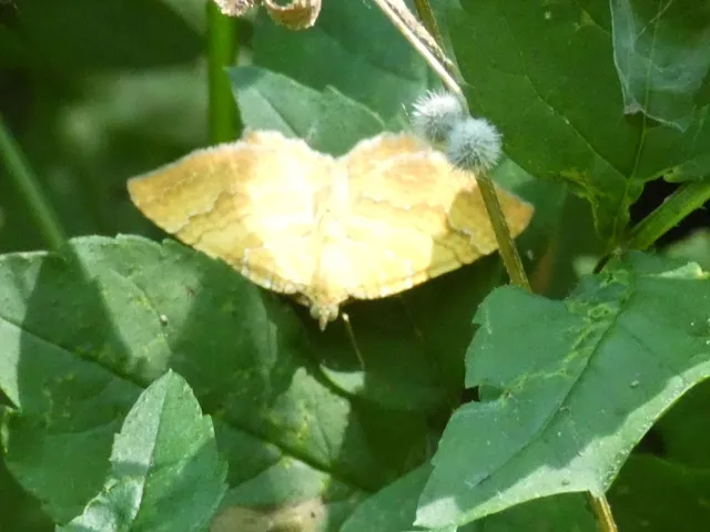 Camptogramma bilineata - kétvonalas sávosaraszoló