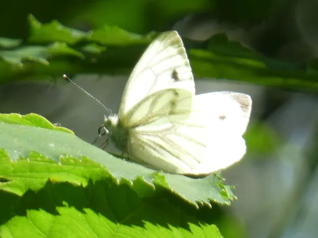 Pieris napi - repcelepke