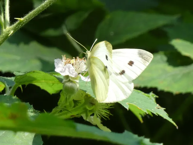 Pieris rapae - répalepke