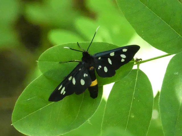 Amata phegea - fehérpettyes álcsüngőlepke