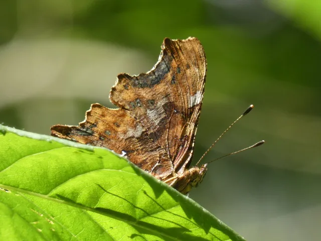 Nymphalis c-album - C-betűs lepke