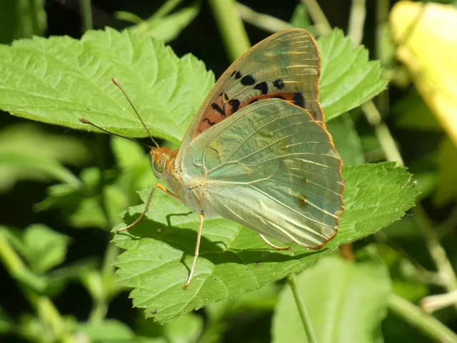 Argynnis pandora - zöldes gyöngyházlepke