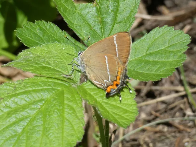Satyrium w-album - szilfa-csücsköslepke