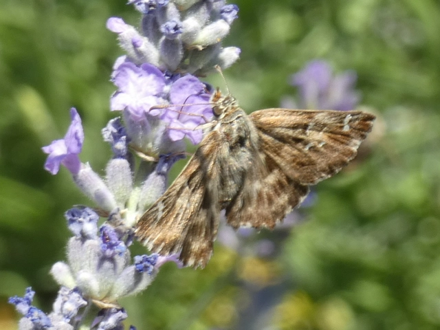 Carcharodus alceae - mályva-busalepke
