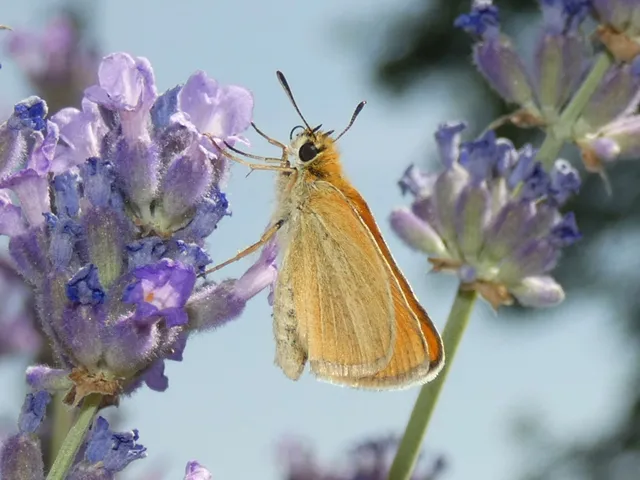 Thymelicus lineola - vonalas busalepke