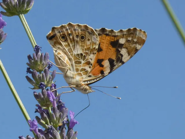 Vanessa cardui - bogáncslepke