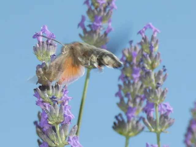Macroglossum stellatarum - kacsafarkú szender