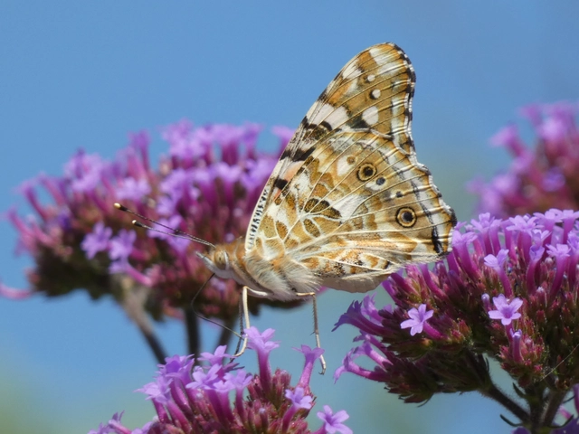 Vanessa cardui - bogáncslepke