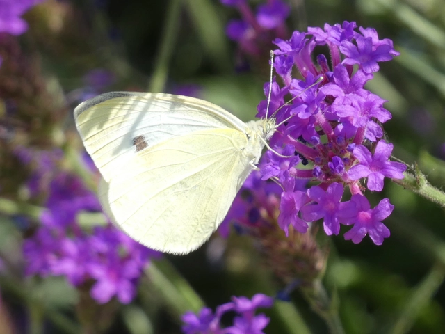 Pieris rapae - répalepke
