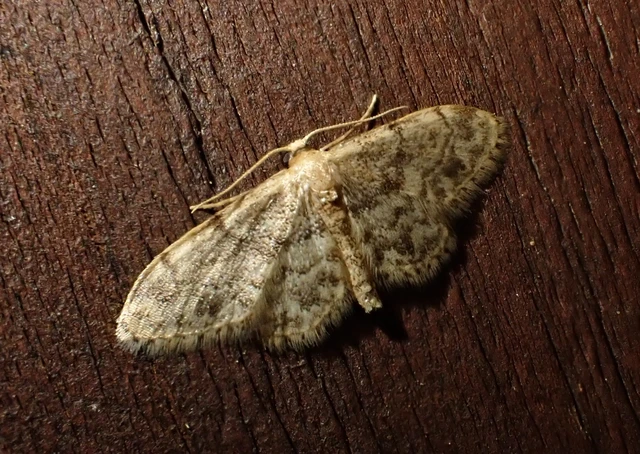 Idaea inquinata - mintás apróaraszoló
