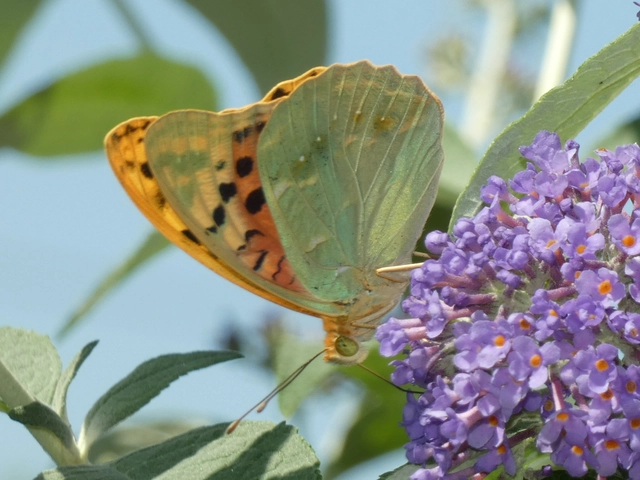Argynnis pandora - zöldes gyöngyházlepke