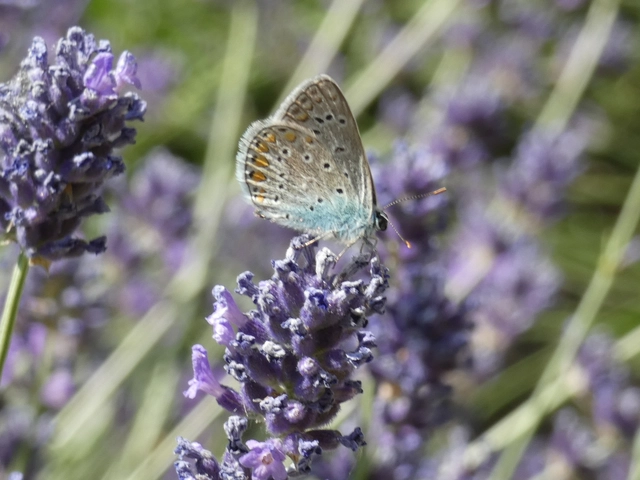 Polyommatus icarus - közönséges boglárka