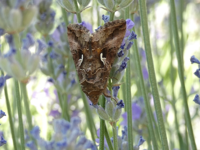Autographa gamma - gammalepke