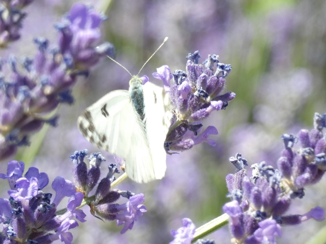 Pontia edusa - rezedalepke