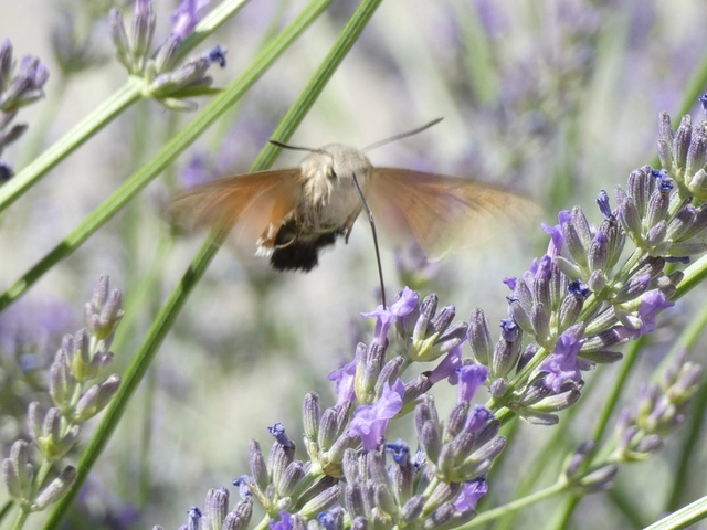 Macroglossum stellatarum - kacsafarkú szender