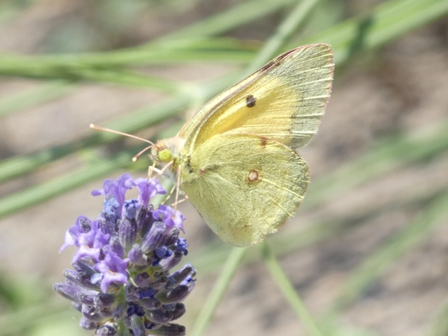 Colias croceus - sáfránylepke