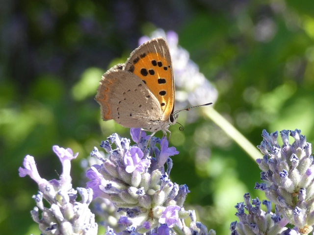 Lycaena phlaeas - közönséges tűzlepke