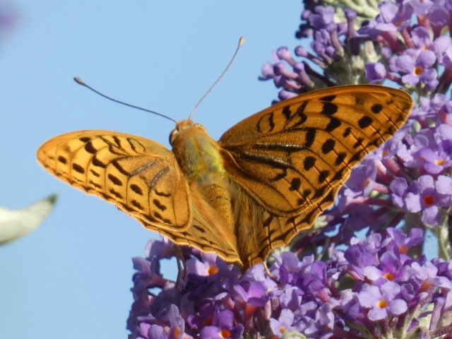 Argynnis pandora - zöldes gyöngyházlepke