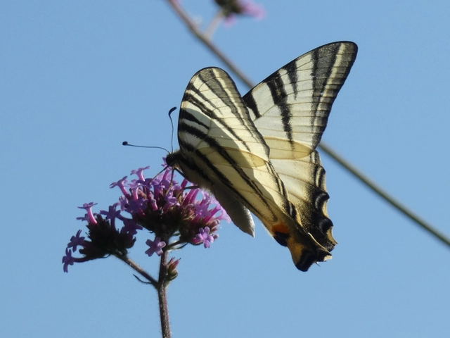 Iphiclides podalirius - kardoslepke