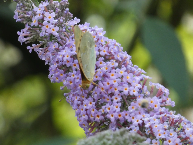 Argynnis pandora - zöldes gyöngyházlepke