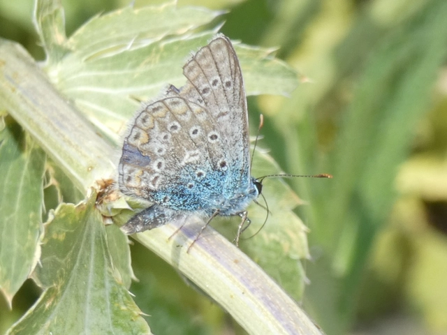 Polyommatus icarus - közönséges boglárka