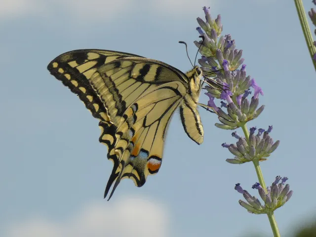 Papilio machaon - fecskefarkú lepke