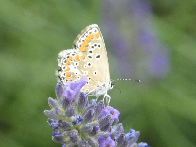 Aricia agestis - szerecsenboglárka
